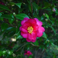 Camellia sasanqua