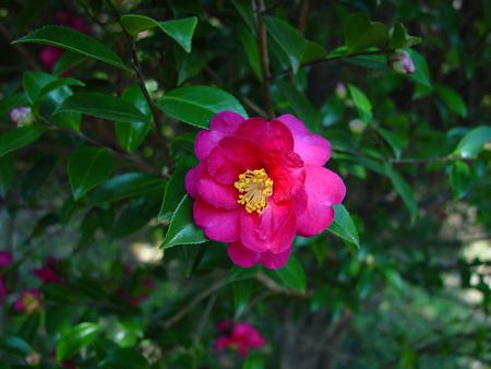 Camellia sasanqua - sasanqua, flower, camellia, autumn