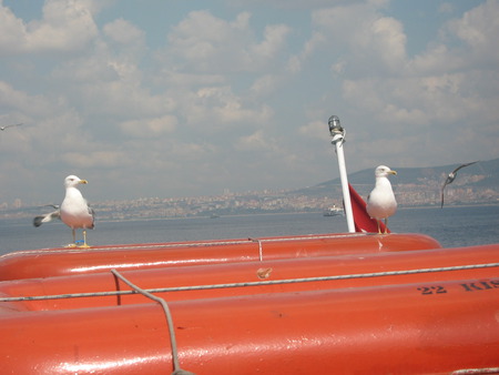 Sea Birds - istanbul, turkey, sea birds