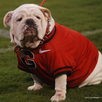 Uga BULLDOG