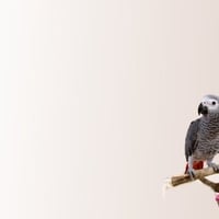 african grey parrot by Kerem Kupeli