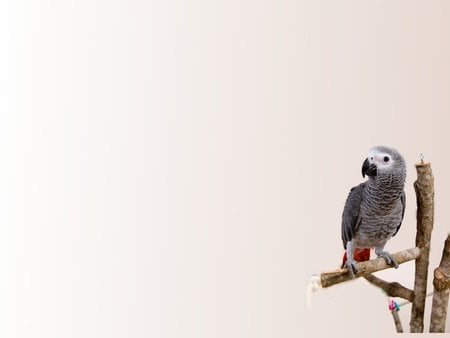 african grey parrot by Kerem Kupeli - budgie, parrot, parakeet