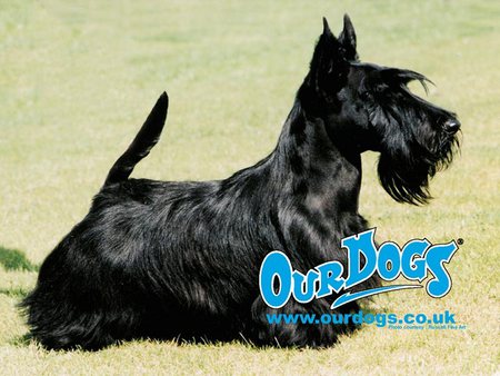 Scottish Terrier - black, dog, grass, scottish terrier