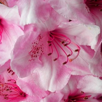 Pink flowers