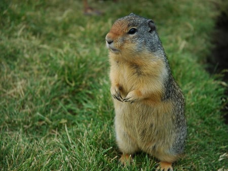 Ground Squirrel - grass, ground squirrel