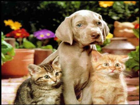 Kittens and a doggy - puppy, kittens, dog, cats, flowers, garden