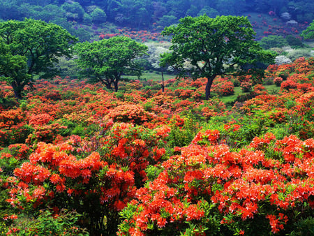 Red azaleas - azaleas, flowers