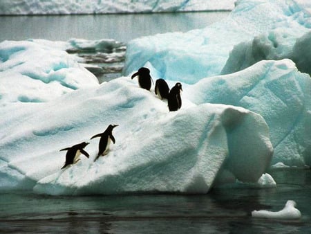 Penguins on an iceberg - iceberg, ocean, penguins