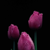 Dewdrop Tulips