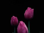 Dewdrop Tulips