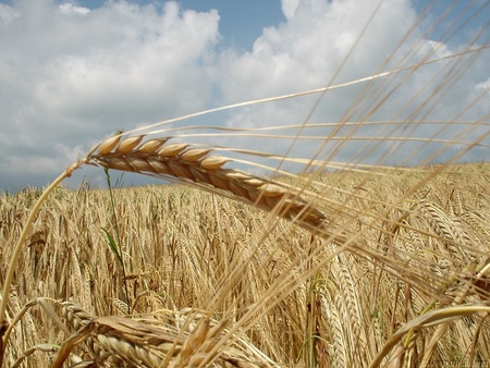 Grain Field - grain plants, clouds, field