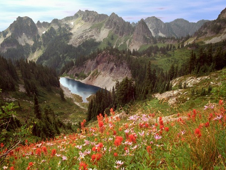 Lake and flowers - lakes, flowers