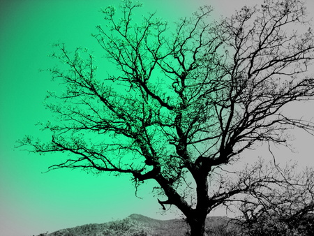 green sun - green, simple, tree, black