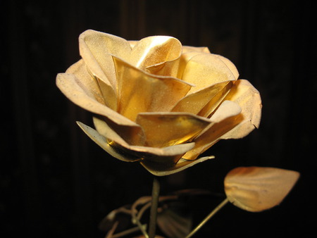 Gold rose - flowers, roses