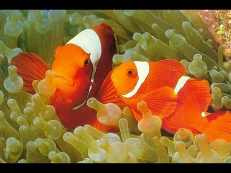 Ocean Paradise - reef plants, coral reef, ocean, clown fish