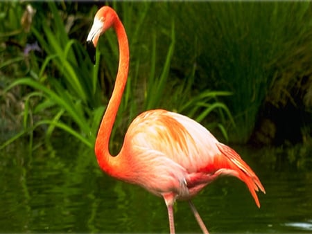 Pretty Flamingo - plants, water, flamingo