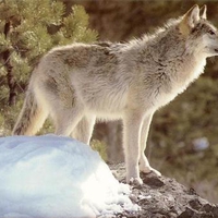 Grey Wolf