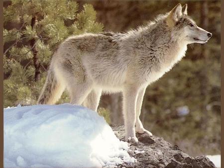 Grey Wolf - wilderness, grey wolf, mountain