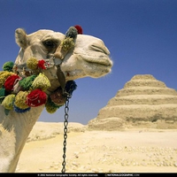 Camel in the desert