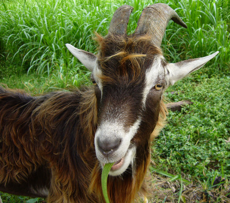 Goat - Cabra - eating, goat