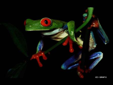 Cute Frog - branch, frog, red eyes