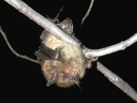 Little Brown Bat - night, bat, tree, brown