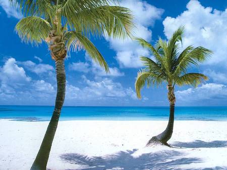 Coco Point Beach, Barbuda - palm trees, ocean, beach, white sand, paradise, island, tropical