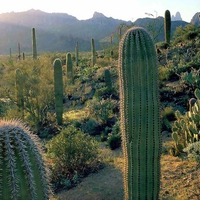 Arizona Trail