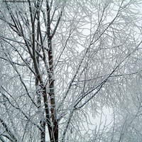 Frosty Tree