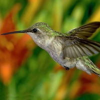 Humming Bird in flight