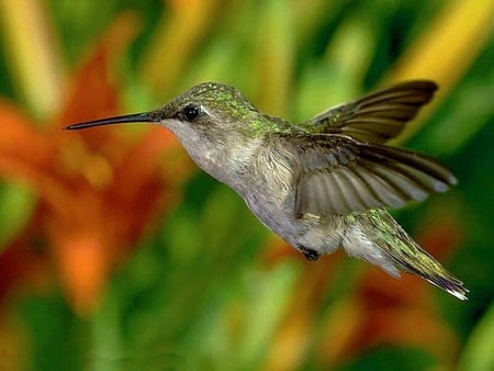 Humming Bird in flight - flowers, in flight, humming bird, garden