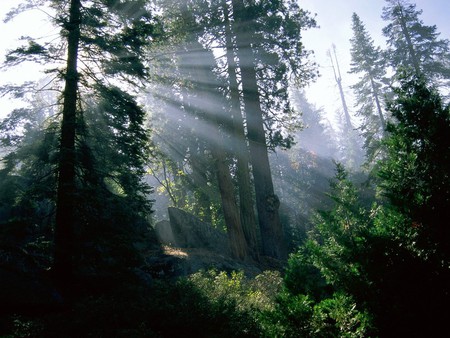 Wonder in the woods - sunbeams, forest, trees, woods