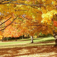 Autumn Park