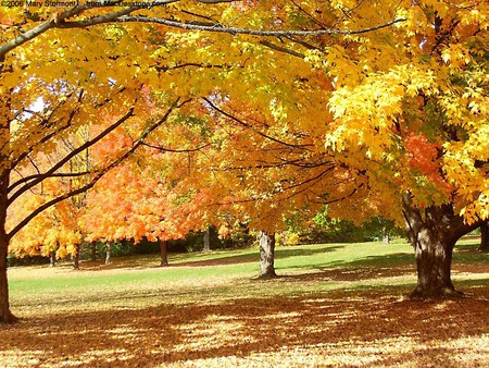 Autumn Park - autumn colours, fallen leaves, trees, park