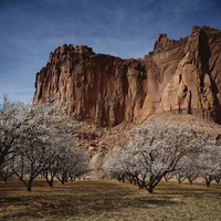 Flowering Trees