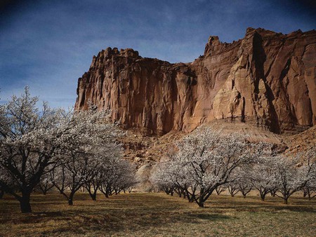 Flowering Trees - plains, rock mountains, flowering trees