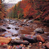 Autumn Brook