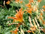 Tiger Lilies