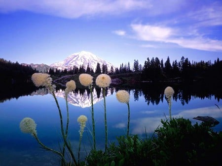 Flowers by the lake - lake, snow covered mountain, flowers, forest