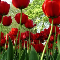 Vibrant Red Tulips