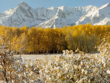 Golden Landscape - golden trees, snow covered mountains, forest