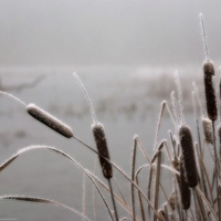 Frosted Cat Tails