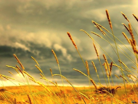 Upcoming Storm - stormy sky, field, tall grasses