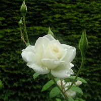 White Rose