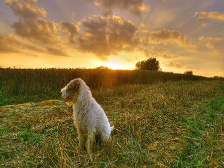 Down on the farm - clouds, crops, shaggy dog, field, farm, sun