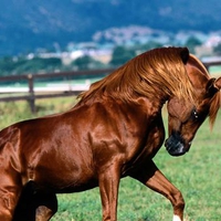 Arabian Stallion