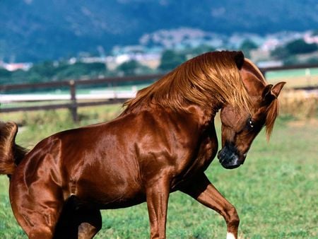 Arabian Stallion - fence, animals, horses, brown, horse, grassy field, proud, stallion, arabian