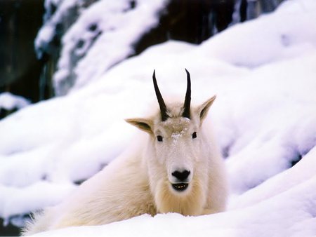 Winter Goat - snow, winter, mountain goat