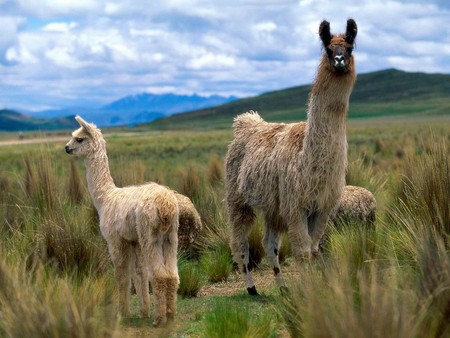 Llamas in the meadows - grassy meadows, field, mountains, llamas