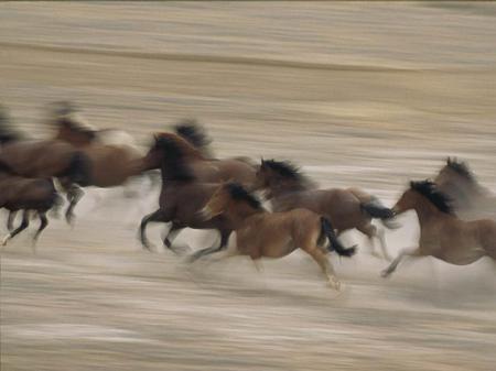 Running Freely - running, wild horses, ground